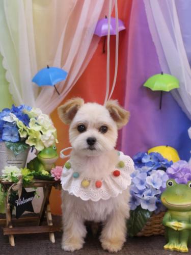 20230613だんごくん